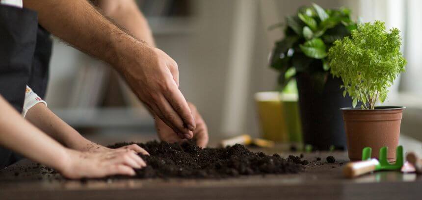 Como fertilizar plantas de interior